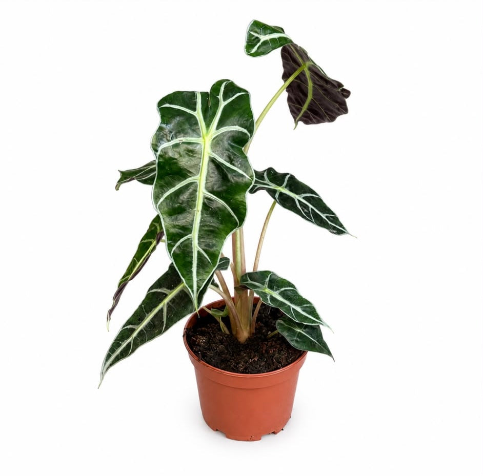 אלוקסיה ‘פולי’ (Alocasia Polly) – צמח טרופי יוקרתי ומרשים