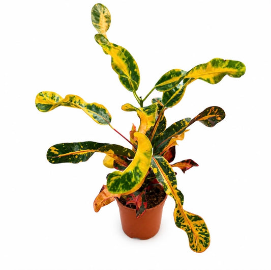 קרוטון ‘ממילי’ (Croton Mammy) – צמח צבעוני ומרהיב לבית ולמשרד