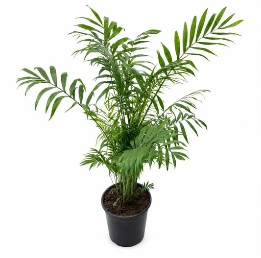 דקל חמדוריאה (Parlor Palm) – צמח טרופי מרשים לבית ולמשרד