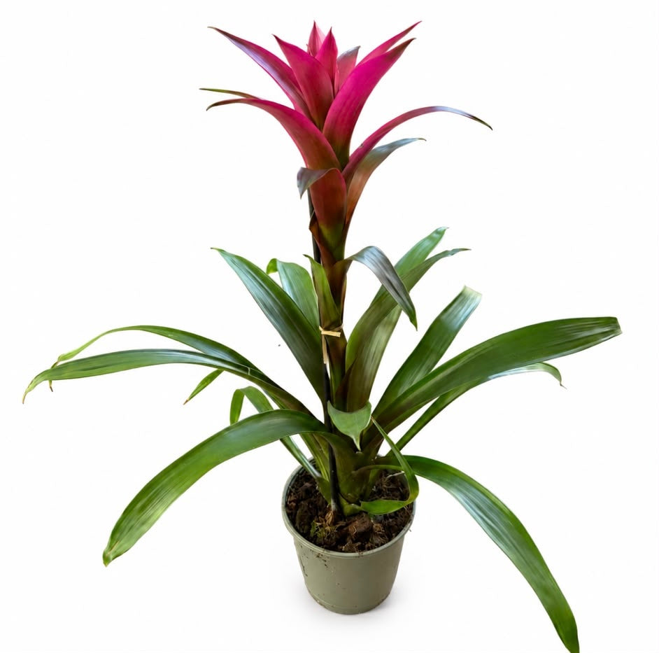 גוזמניה ורודה (Guzmania) – צמח טרופי מרהיב לבית ולמשרד