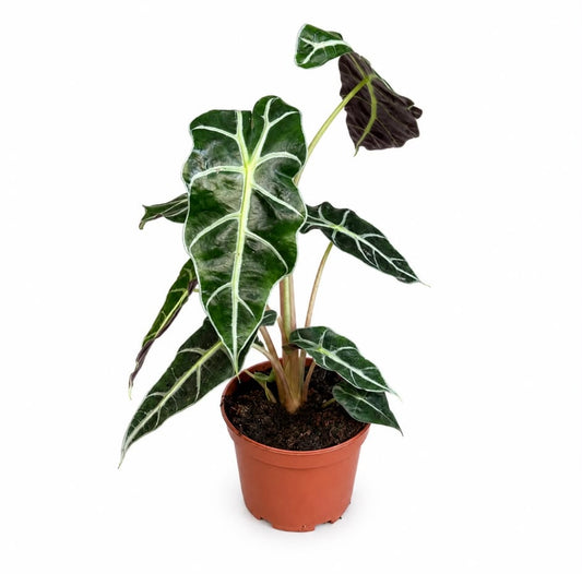 אלוקסיה ‘פולי’ (Alocasia Polly) – צמח טרופי יוקרתי ומרשים